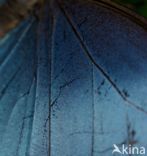 Blauwe morpho (Morpho peleides)