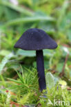 Blauwplaatstaalsteeltje (Entoloma chalybaeum)