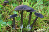 Blauwplaatstaalsteeltje (Entoloma chalybaeum)