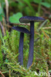 Blauwplaatstaalsteeltje (Entoloma chalybaeum)