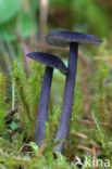 Blauwplaatstaalsteeltje (Entoloma chalybaeum)