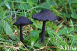 Blauwplaatstaalsteeltje (Entoloma chalybaeum)