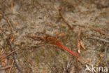 Bloedrode heidelibel (Sympetrum sanguineum)