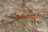 Bloedrode heidelibel (Sympetrum sanguineum)