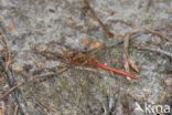 Bloedrode heidelibel (Sympetrum sanguineum)