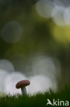 Russula sanguinaria