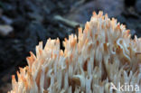 Ramaria botrytis