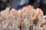 Bloemkoolzwam (Ramaria botrytis)