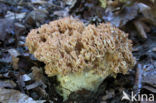 Bloemkoolzwam (Ramaria botrytis)