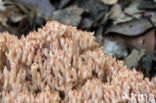 Bloemkoolzwam (Ramaria botrytis)