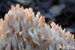 Ramaria botrytis