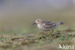 Blonde Ruiter (Tryngites subruficollis)