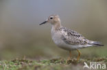 Blonde Ruiter (Tryngites subruficollis)