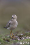 Blonde Ruiter (Tryngites subruficollis)