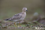 Blonde Ruiter (Tryngites subruficollis)