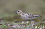 Blonde Ruiter (Tryngites subruficollis)