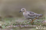 Blonde Ruiter (Tryngites subruficollis)