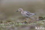 Blonde Ruiter (Tryngites subruficollis)