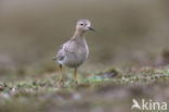 Blonde Ruiter (Tryngites subruficollis)