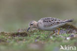 Blonde Ruiter (Tryngites subruficollis)