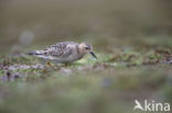 Blonde Ruiter (Tryngites subruficollis)