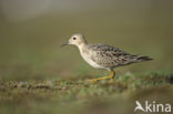 Blonde Ruiter (Tryngites subruficollis)