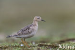 Blonde Ruiter (Tryngites subruficollis)