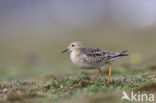 Blonde Ruiter (Tryngites subruficollis)