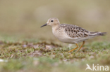 Blonde Ruiter (Tryngites subruficollis)