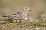 Blonde Ruiter (Tryngites subruficollis)