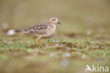 Blonde Ruiter (Tryngites subruficollis)