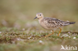 Blonde Ruiter (Tryngites subruficollis)