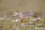 Blonde Ruiter (Tryngites subruficollis)