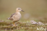 Blonde Ruiter (Tryngites subruficollis)