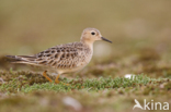 Blonde Ruiter (Tryngites subruficollis)