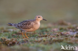 Blonde Ruiter (Tryngites subruficollis)