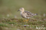 Blonde Ruiter (Tryngites subruficollis)