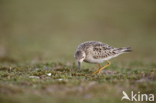 Blonde Ruiter (Tryngites subruficollis)