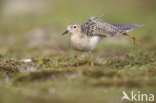 Blonde Ruiter (Tryngites subruficollis)