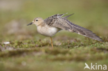 Buff-breasted Sandpiper (Tryngites subruficollis)