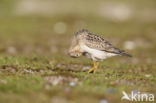 Buff-breasted Sandpiper (Tryngites subruficollis)