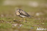 Buff-breasted Sandpiper (Tryngites subruficollis)