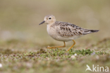 Blonde Ruiter (Tryngites subruficollis)