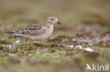 Buff-breasted Sandpiper (Tryngites subruficollis)