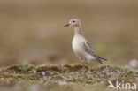 Blonde Ruiter (Tryngites subruficollis)