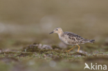 Buff-breasted Sandpiper (Tryngites subruficollis)