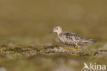 Buff-breasted Sandpiper (Tryngites subruficollis)