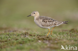 Buff-breasted Sandpiper (Tryngites subruficollis)