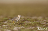 Blonde Ruiter (Tryngites subruficollis)