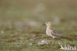 Buff-breasted Sandpiper (Tryngites subruficollis)